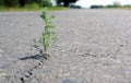 A crack in the asphalt. Grass wormwood growing in a crack on the road. Copy spaces. Royalty Free Stock Photo