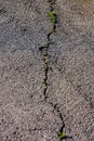 Crack in asphalt road Royalty Free Stock Photo