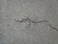A crack on the asphalt surface of the road. View from above Royalty Free Stock Photo