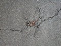 A crack on the asphalt surface of the road. View from above Royalty Free Stock Photo