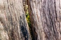 A crack in the bark of an ancient juniper tree through which a green coniferous forest is visible Royalty Free Stock Photo