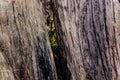 A crack in the bark of an ancient juniper tree through which a green coniferous forest is visible Royalty Free Stock Photo