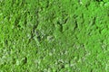 Crack cement wall with green moss on surface