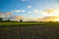 Crack and dry ground at rice field. Royalty Free Stock Photo