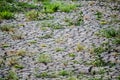 Crack dry soil land with green weed. Royalty Free Stock Photo