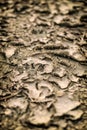 Crack ground drought Royalty Free Stock Photo