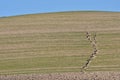 Crack in the ground that goes from the dry field to one with the first shoots of green plants Royalty Free Stock Photo