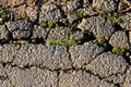 Crack with moss in old asphalt, green moss