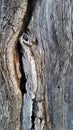 Crack in Oak Tree background texture