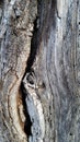Photograph of Diseased Oak Tree