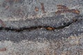 Crack old asphalt road Royalty Free Stock Photo