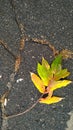 Crack Road. Vertical Abstract Background. Damaged Royalty Free Stock Photo