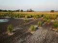 Crack soil in dry paddy field. Royalty Free Stock Photo