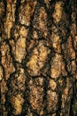 crack tree cut surface for texture and background or backdrop Royalty Free Stock Photo