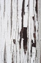 Cracked aged surface white painted wooden texture vertical background