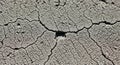 Cracked, arid soil with distinct, irregular patterns, typically seen in dry regions or during Royalty Free Stock Photo