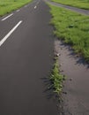 Vibrant green grass sprouts from a cracked asphalt road , macro, photography, spring Royalty Free Stock Photo