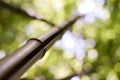 Close-up macro of bamboo stem in park forest Royalty Free Stock Photo