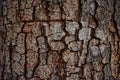 Cracked Bark, the art of living tree