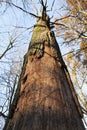 Cracked bark of the oak tree.