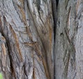 Cracked bark of old tree Royalty Free Stock Photo
