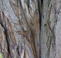 Cracked bark of old tree