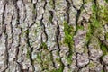 Cracked bark on old trunk of alder tree close up