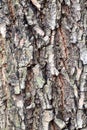 Cracked bark on old trunk of box elder tree