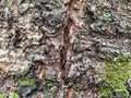 Cracked bark on old trunk of cherry tree close up Royalty Free Stock Photo