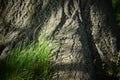 Cracked bark on old trunk of linden tree covered with tiny lichen. Royalty Free Stock Photo