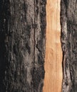 Bark surface of old pine tree Royalty Free Stock Photo