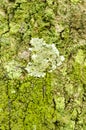 Tree Bark With Algae And Lichen Royalty Free Stock Photo