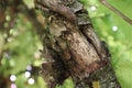 Cracked bark on a tree