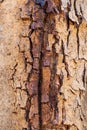 Cracked bark of a tree trunk