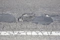 Cracked, broken and damaged asphalt road detail Royalty Free Stock Photo