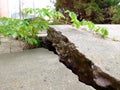 Cracked and Broken Sidewalk Cement from Plant Roots