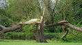 Cracked and broken Willow tree by river