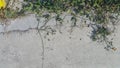 Cracked cement floor wall concrete texture with some green vine grass plant Royalty Free Stock Photo