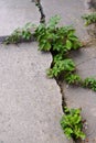 Cracked Cement Sidewalk with Green Weeds Growing in Cracks Royalty Free Stock Photo