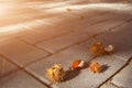 Cracked chestnuts on the road at sunset. Contrast the shadows. Image for the design of a calendar, postcard, or poster on an