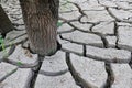 Cracked choppy ground layer around young tree trunk on river bank, caused by rapid water level change and drought Royalty Free Stock Photo