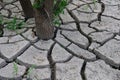 Cracked choppy ground layer around young tree trunk and some fresh green plants on river bank, caused by rapid water level change