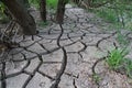 Cracked choppy ground layer around young tree trunks and some fresh green plants on river bank, caused by rapid water level change