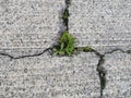 Cracked Concrete, degraded with a weeds growing through