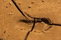 Cracked, dried mud with a moccasin print in the dirt, Flagstaff, Arizona. Royalty Free Stock Photo