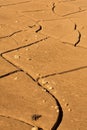 Cracked, dried mud with pebbles stuck in the dirt, Flagstaff, Arizona.