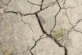 Cracked dried mud, perfect background, close up Royalty Free Stock Photo