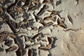 Cracked dried mud texture Royalty Free Stock Photo