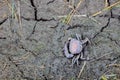 Cracked and dried soil with dead crabs.