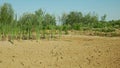 Cracked drought pond lake wetland, swamp very drying up the soil crust earth climate change, environmental disaster and earth